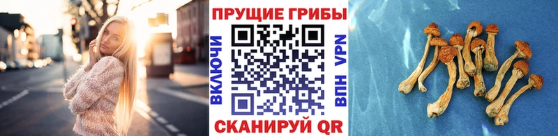 МЕГА ССЫЛКА  сайты даркнета формула  Псилоцибиновые грибы мицелий  Мезень 